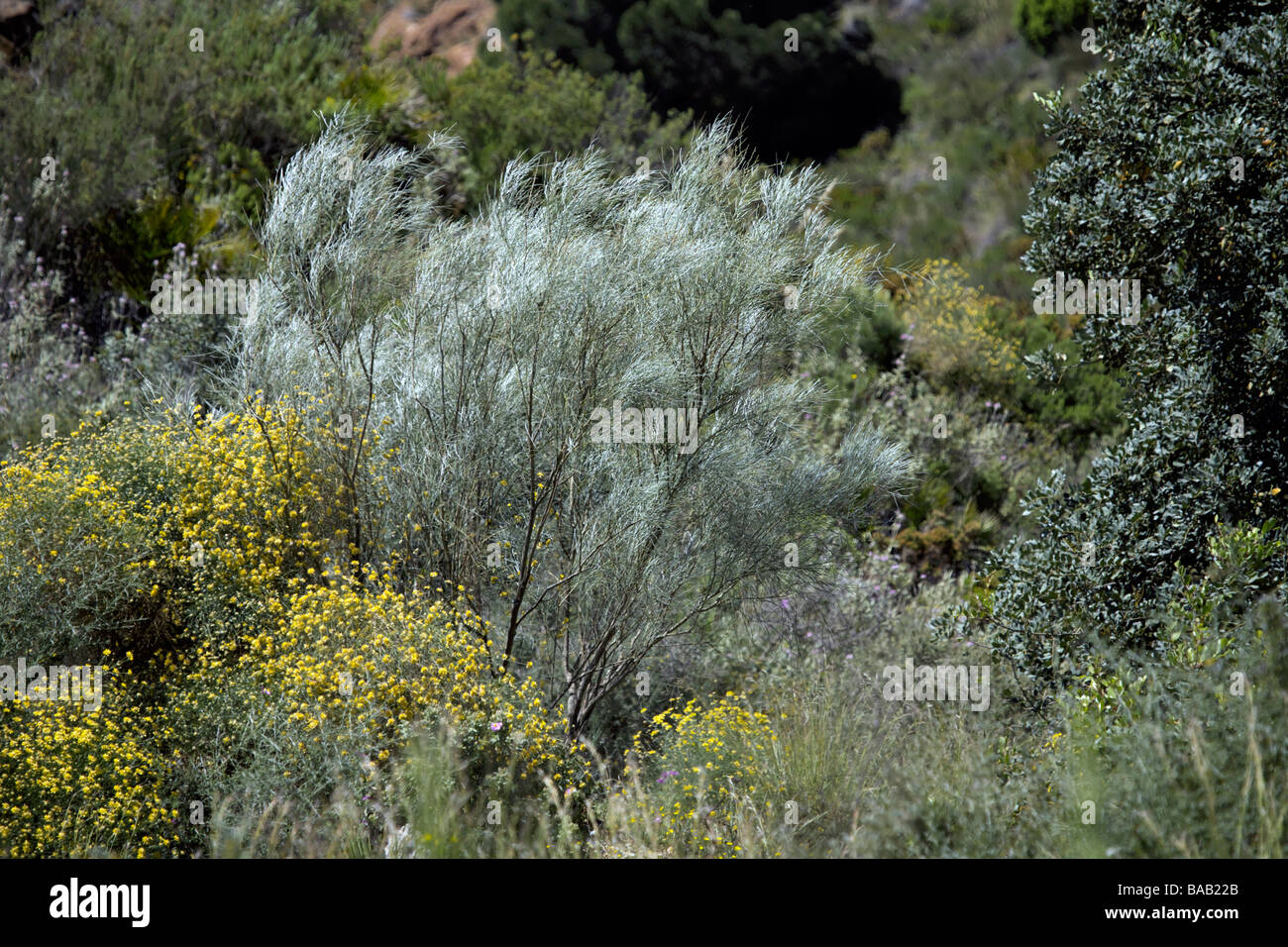Arbusto plateado bush en primavera Andalucia España Europa primavera de abril de naturaleza color color colorido colorido Foto de stock