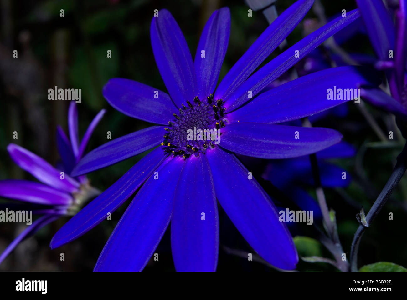 Flor Azul en flor Foto de stock