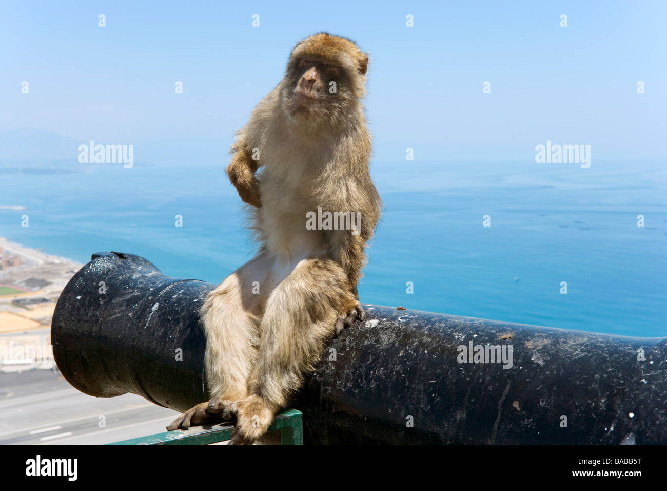 Simios Barbary sentado sobre un cañón en la parte superior del peñón, Gibraltar Foto de stock