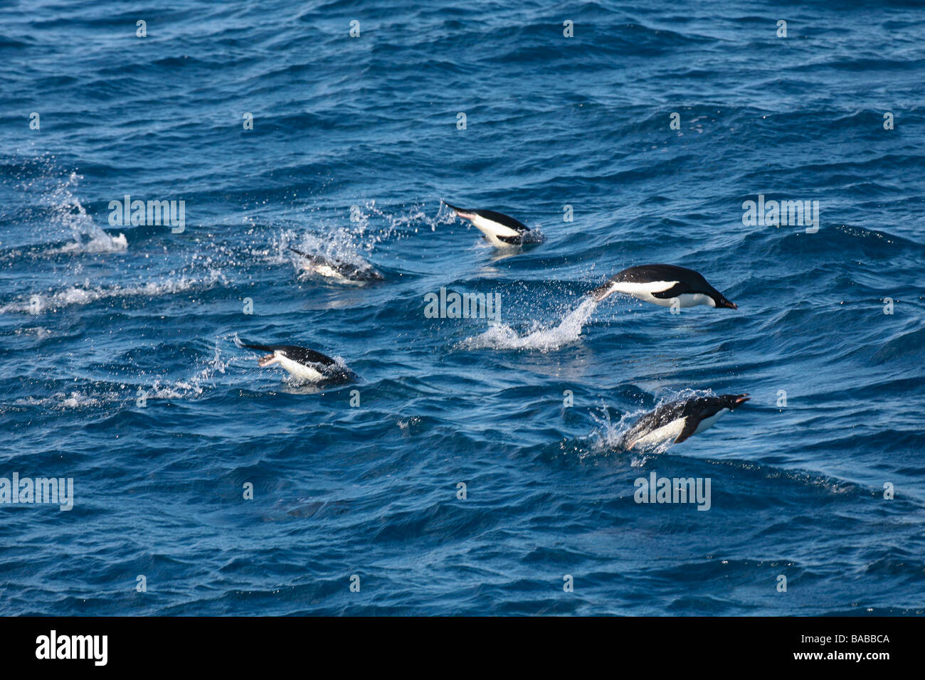 Los pingüinos Adelia (Pygoscelis adelie infracción o porpoising cerca de Isla Paulet Península Antártica La Antártida Foto de stock