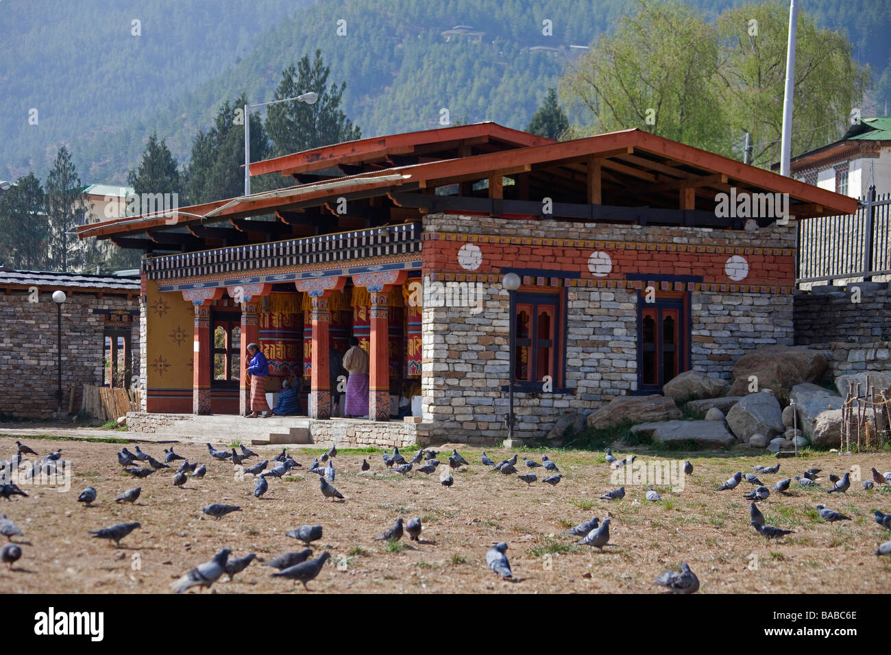 Feral palomas (Columba livia domestica) alimentando en el suelo cerca de Temple Mills oración Thimphu Bután Asia 90970 Bhutan-Thimphu Foto de stock