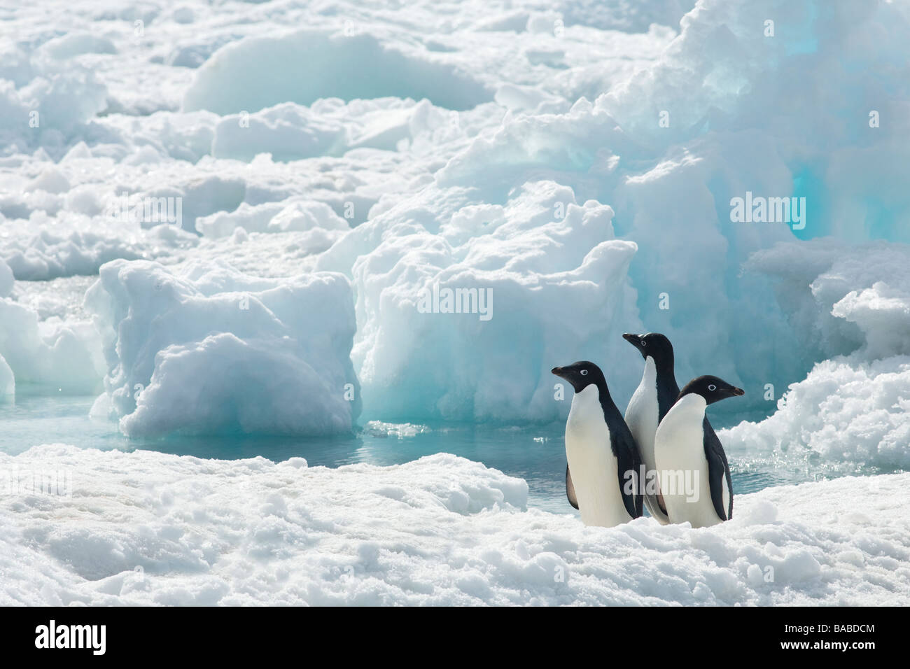 Tres pingüinos Adelia (Pygoscelis adeliae sobre el mar de hielo de la Península Antártica, Isla Paulet La Antártida Foto de stock