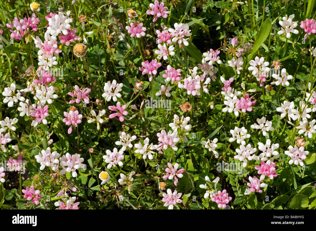 Flor Lamium, Lamium sp., floreciendo en Gokova Turquía Foto de stock
