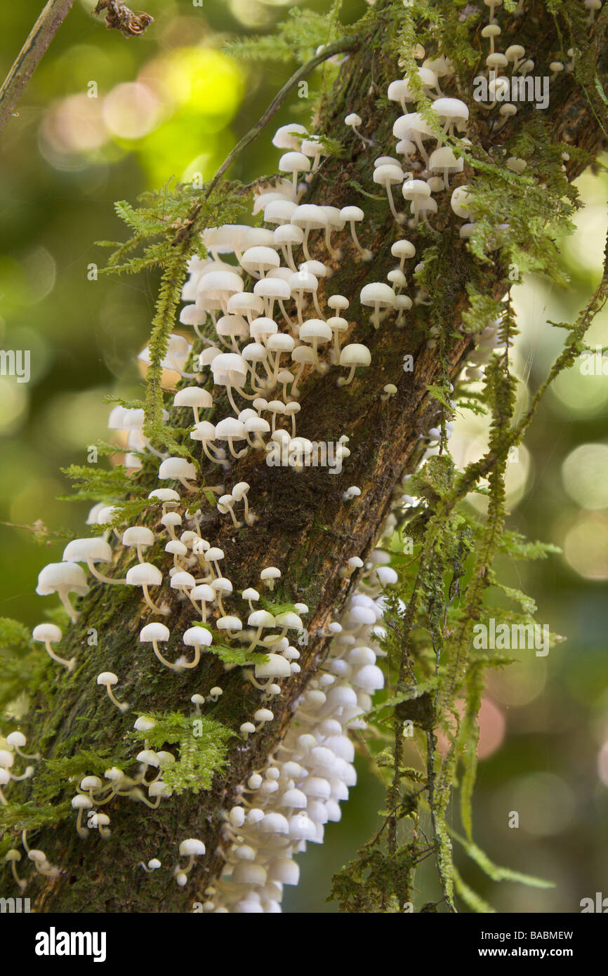 Hongo blanco clusters rainforest tronco valle Danum Sabah Borneo Malasia Foto de stock