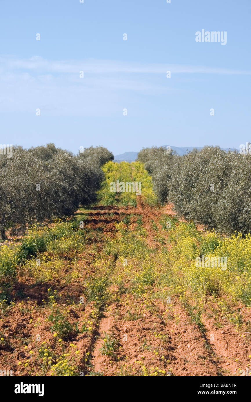 Camino cubierto entre olivos en el campo andaluz Foto de stock