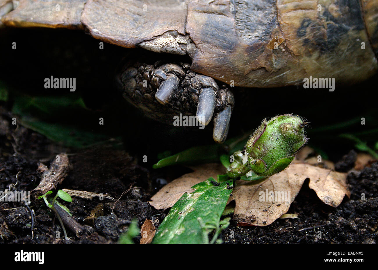 Cerca de garras de tortuga moviéndose en el jardín Foto de stock