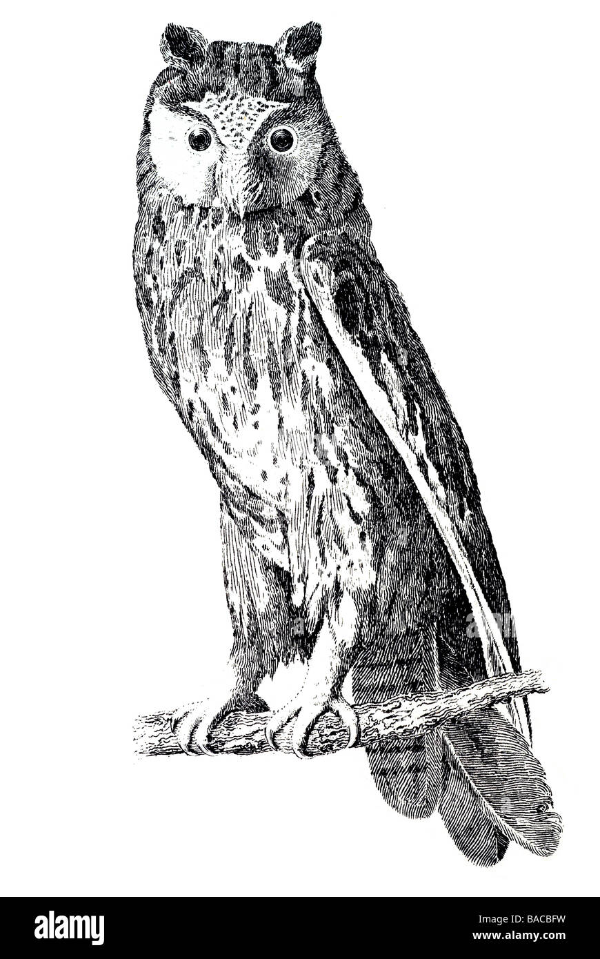 Owl Strigiformes Tytonidae Strigidae nocturnos solitarios Foto de stock