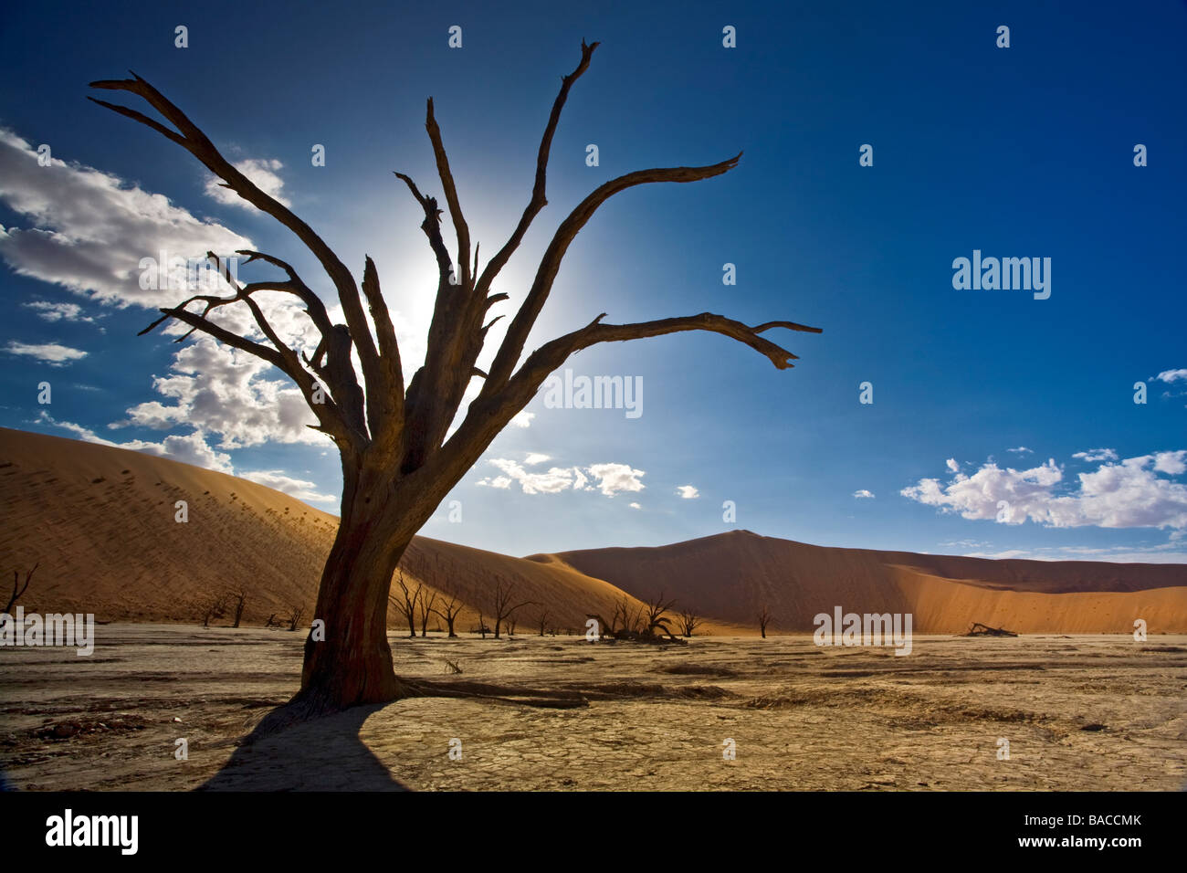 Un bello paisaje de un solitario árbol muerto rodeado de dunas de arena en el magnífico Dead Vlei Desierto de Namibia, África. Foto de stock