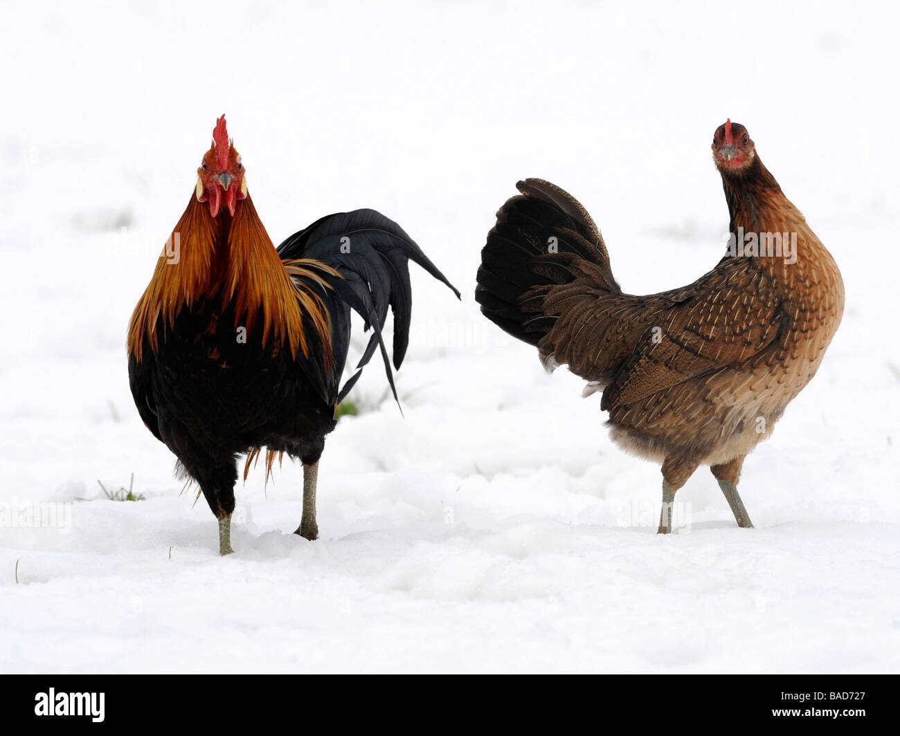 Un gallo y una gallina fotografiados en la nieve. Foto de stock