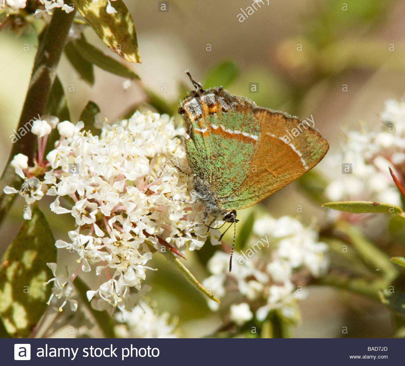 Siva Juniper Hairstreak Callophrys gryneus Mitoura gryneus siva alimentar flores blancas mariposa Foto de stock