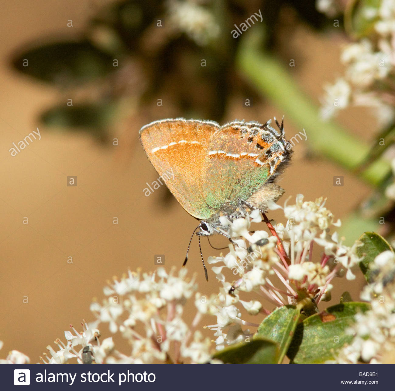Siva Juniper Hairstreak Callophrys gryneus Mitoura gryneus siva flores blancas de alimentación Foto de stock