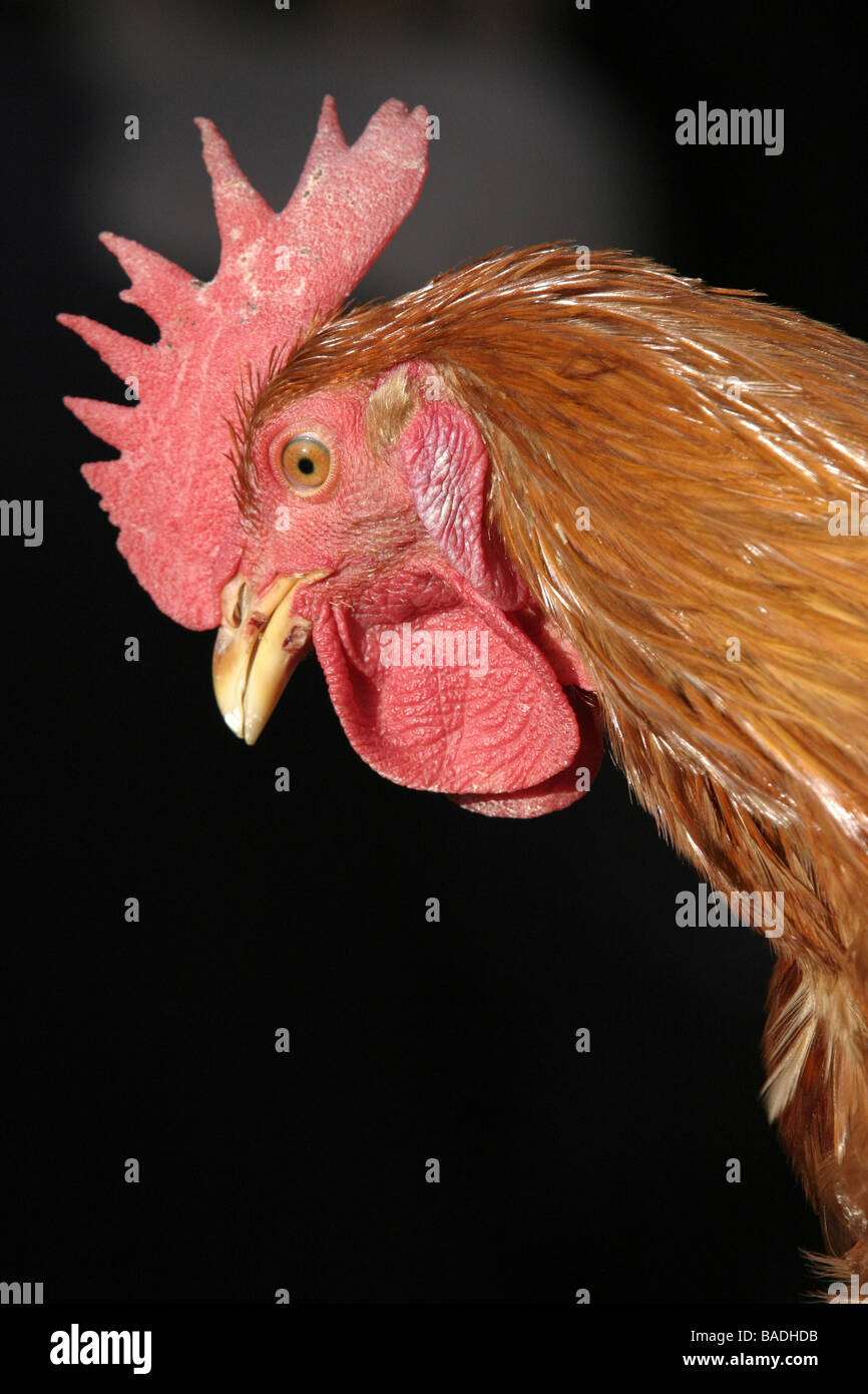 Crestas de gallo fotografías e imágenes de alta resolución - Alamy