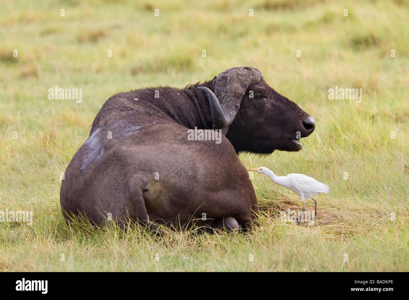 Buffalo y amarillo facturó Egret Tanzania Foto de stock