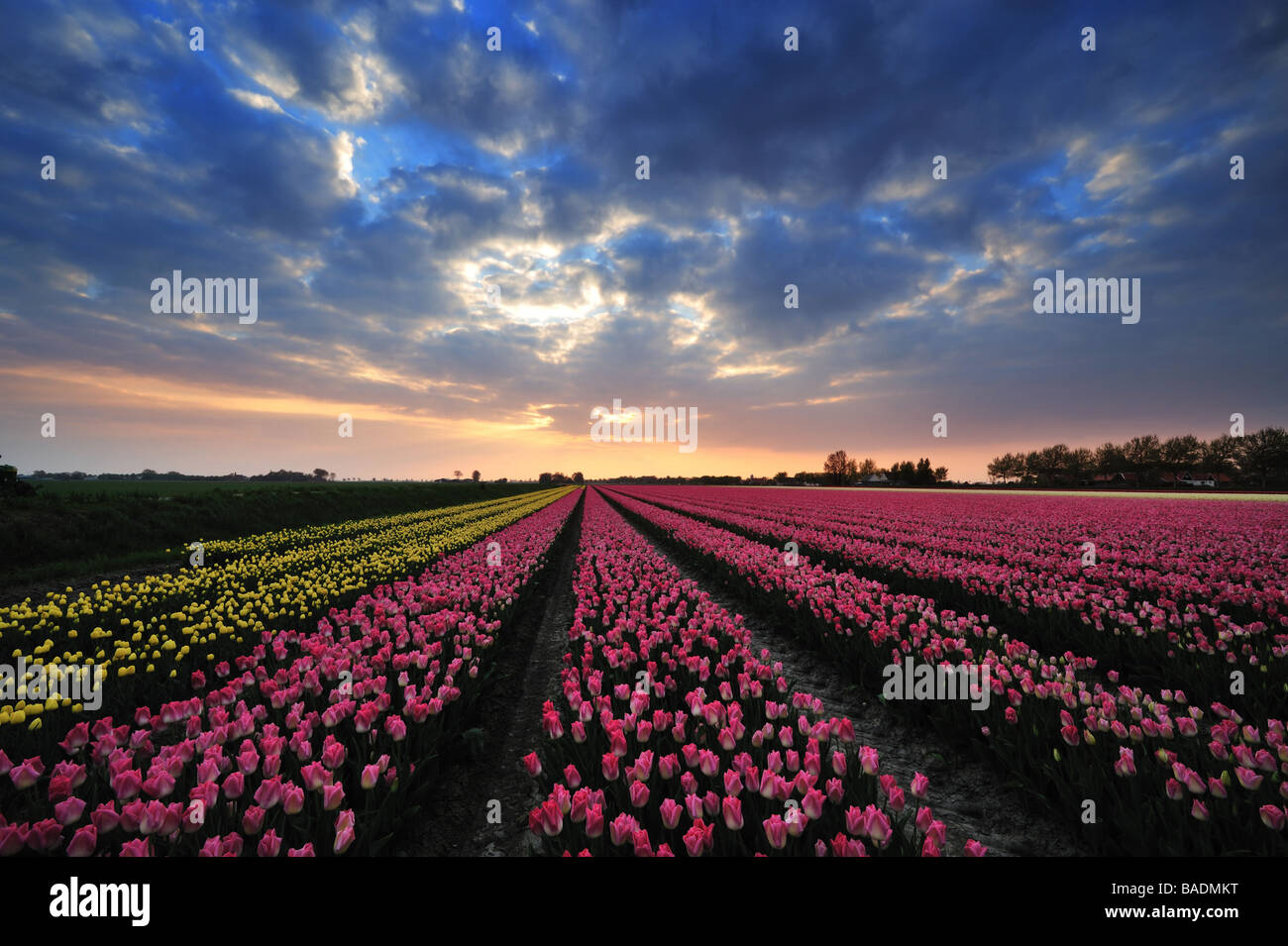 Campo de tulipanes coloridos y atardecer en los Países Bajos Foto de stock
