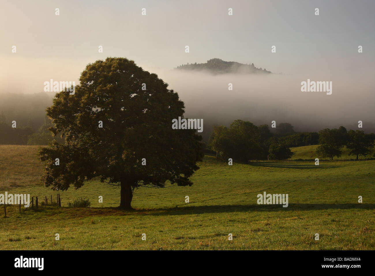 Vista sobre un campo al amanecer, una larga sombra que se ejecuta desde un castaño grande en medio de la distancia de la parte superior de una colina aumento ou Foto de stock