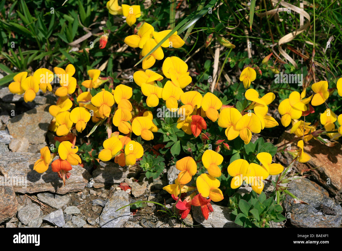 Alpinus de Lotus Foto de stock