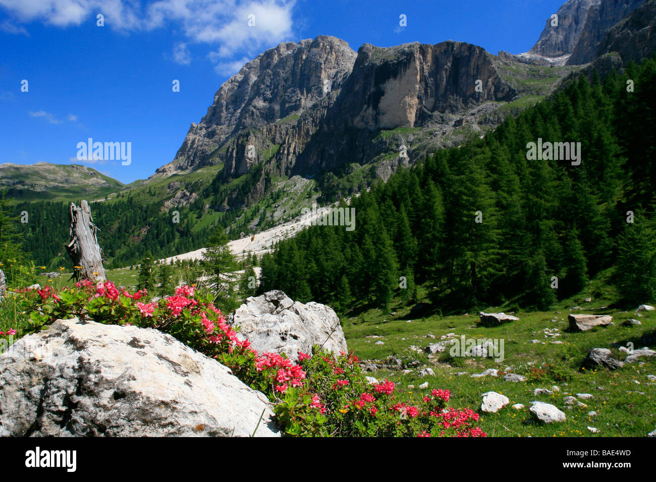 Rhododendrum hirsutum, Pale di San Martino, Trentino, Italia Foto de stock