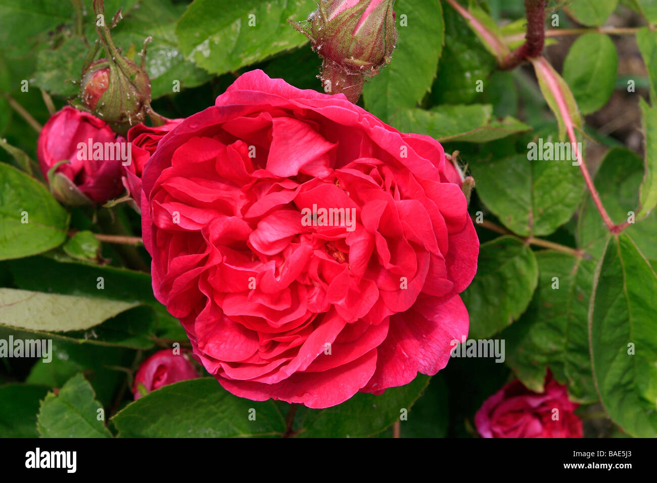 Portland Rose 'Rose du Roi" Foto de stock