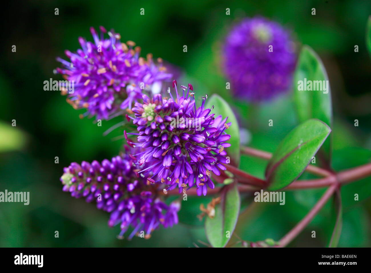 Hebe franciscana joya azul Foto de stock