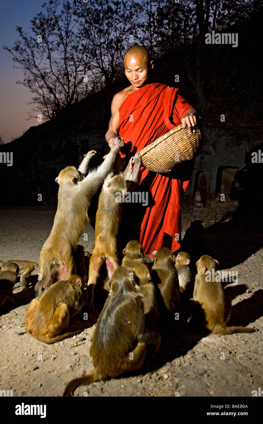 Myanmar (Birmania), la división de Mandalay, Hpo Win montajes, Po Win Taung, monje alimentar a la colonia de 600 monos en el sitio Foto de stock