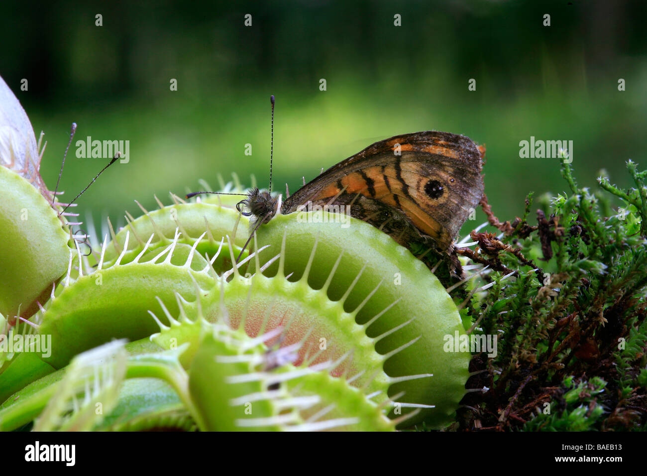 Dionaea muscipula Foto de stock