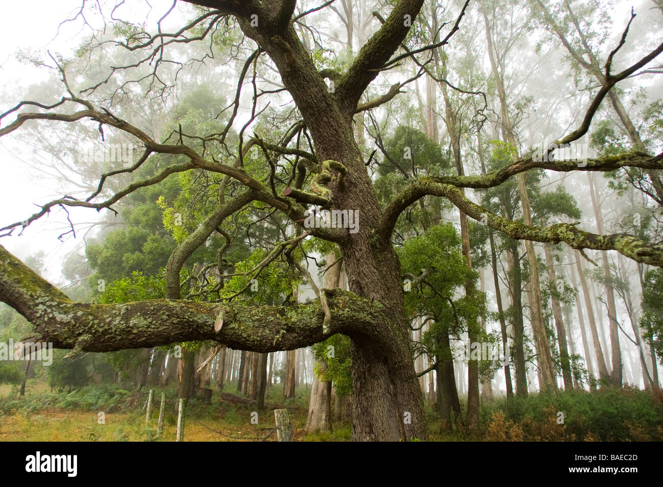 Un árbol grande con extraños poderes contra un bosque nebuloso Foto de stock