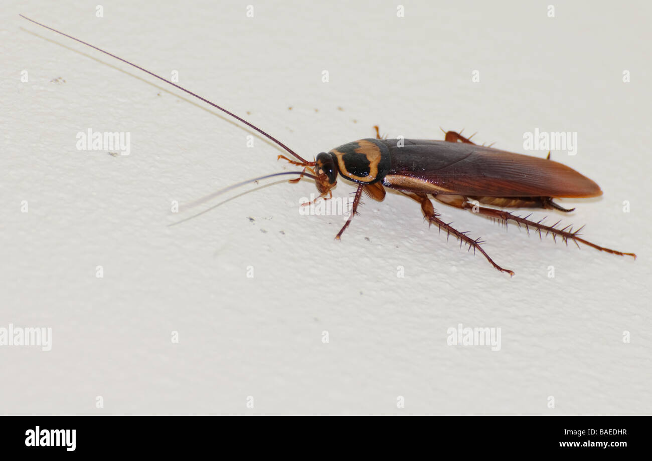 Cucaracha (Periplaneta australasiae australiano) en una pared de baño interno. Parásitos; insectos; Insectos; creepy crawly; creepy crawley; Roach; repugnante Foto de stock