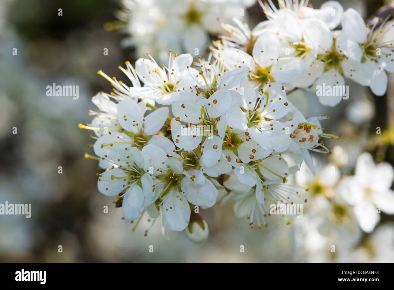 Espino albar (Crataegus monogyna) flor Foto de stock