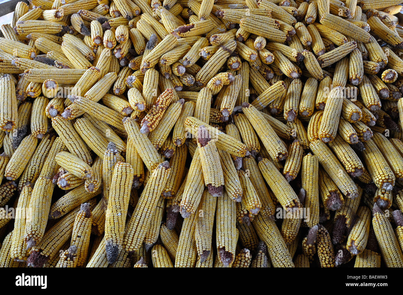 Almacenamiento de maíz en la aldea de Vojka en Vojvodina, Serbia. Foto de stock