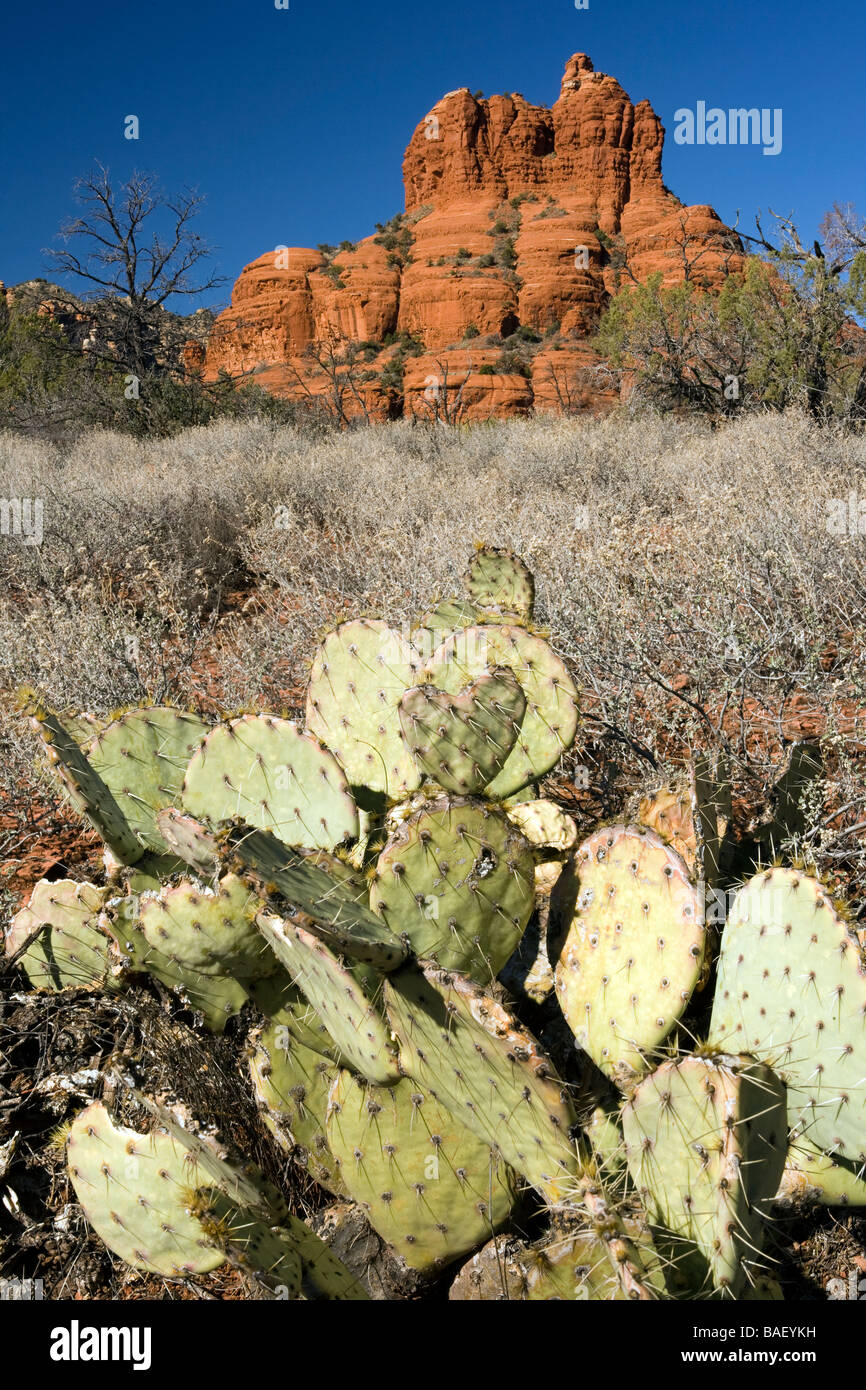 Cactus y formaciones de roca roja, cerca del pueblo de Oak Creek, Arizona Foto de stock