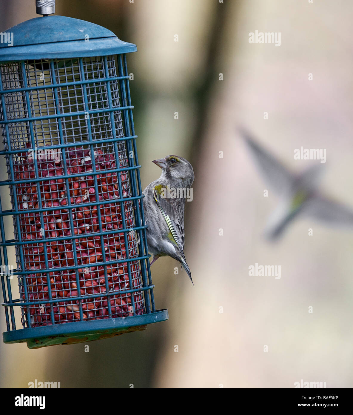 Scottish Borders. Verderón (Fringillidae) que alimentan al contendiente vuela pasado. Foto de stock