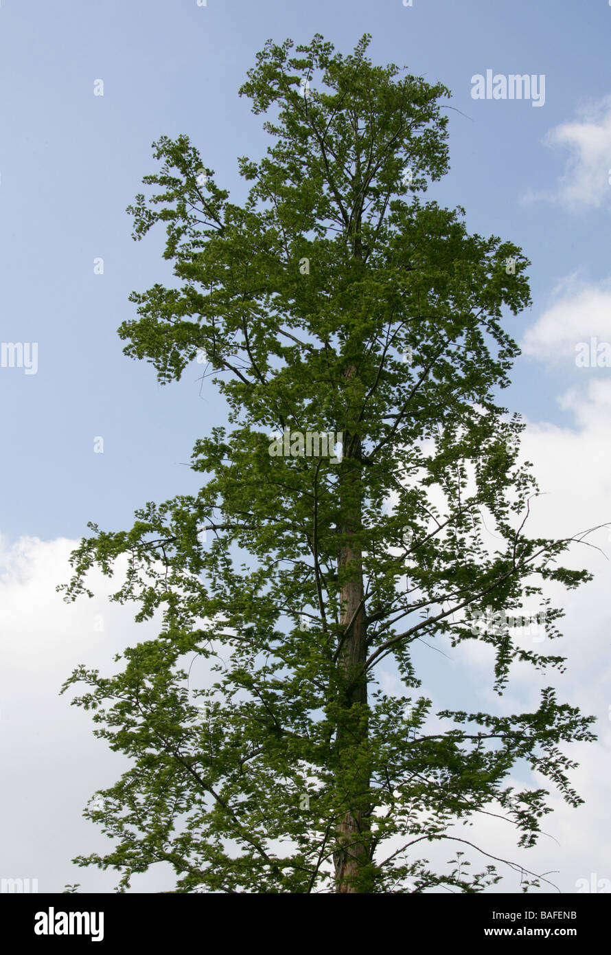 Dawn Redwood, Metasequoia glyptostroboides. Región de Sichuan Hubei, China Foto de stock