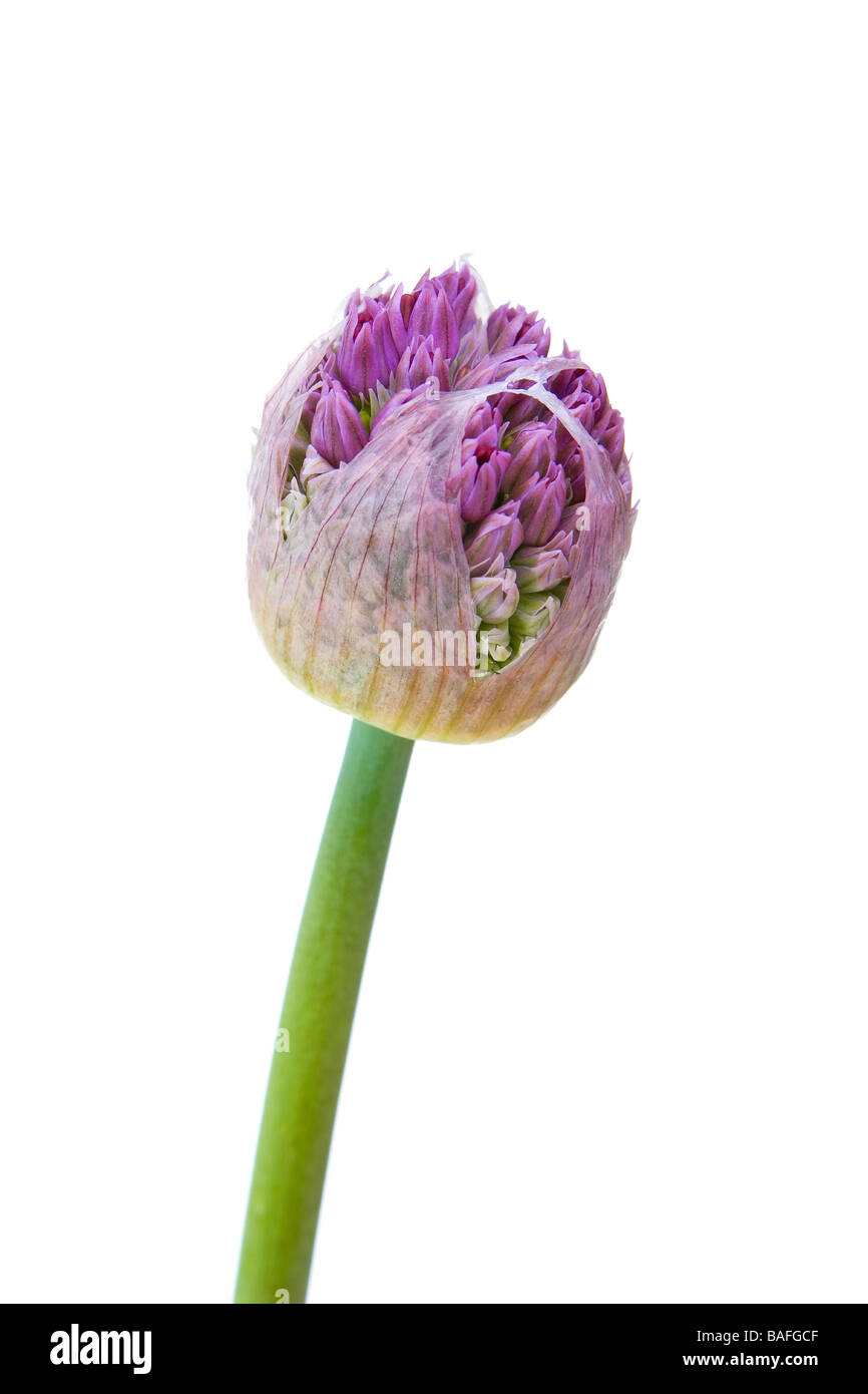 Allium cabeza floral mostrando la brotación Bulbils Foto de stock