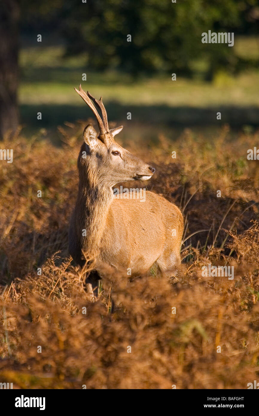 Ciervo rojo (Cervus elaphus) en la campiña inglesa en otoño Foto de stock