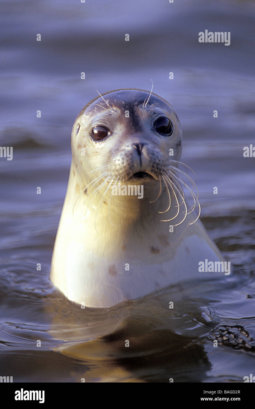Harbour seal, sello común (Phoca vitulina) mirando hacia arriba del agua Foto de stock