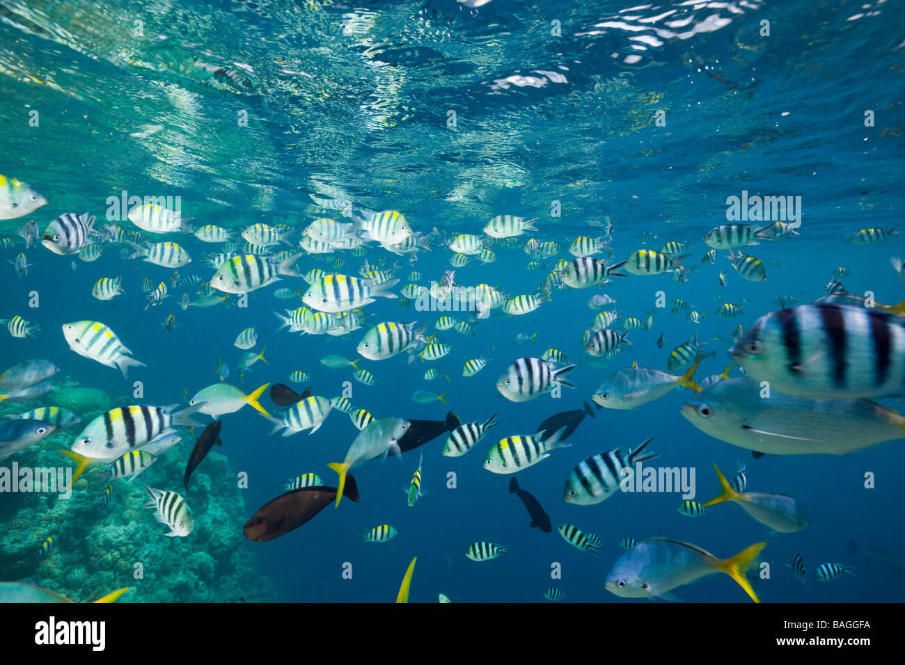 Cardumen de peces de coral Micronesia Palaos escolarización Foto de stock