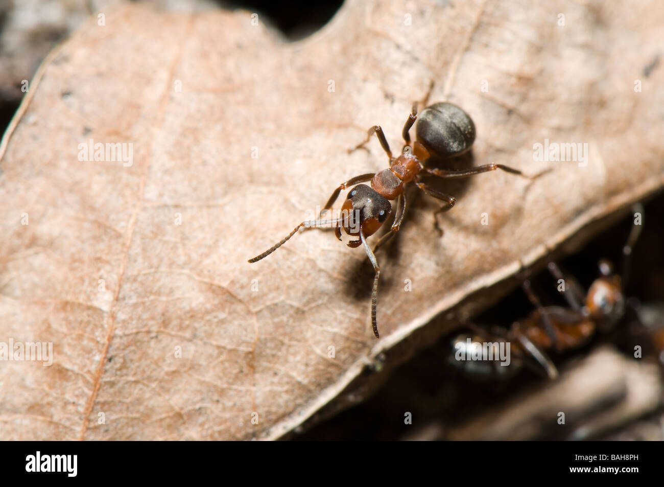 Madera roja hormiga hormiga (Formica, Formica Polyctena) Foto de stock
