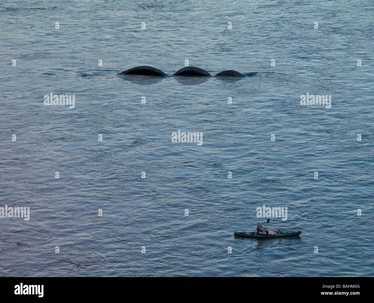 Monstruo del lago fotografías e imágenes de alta resolución - Alamy