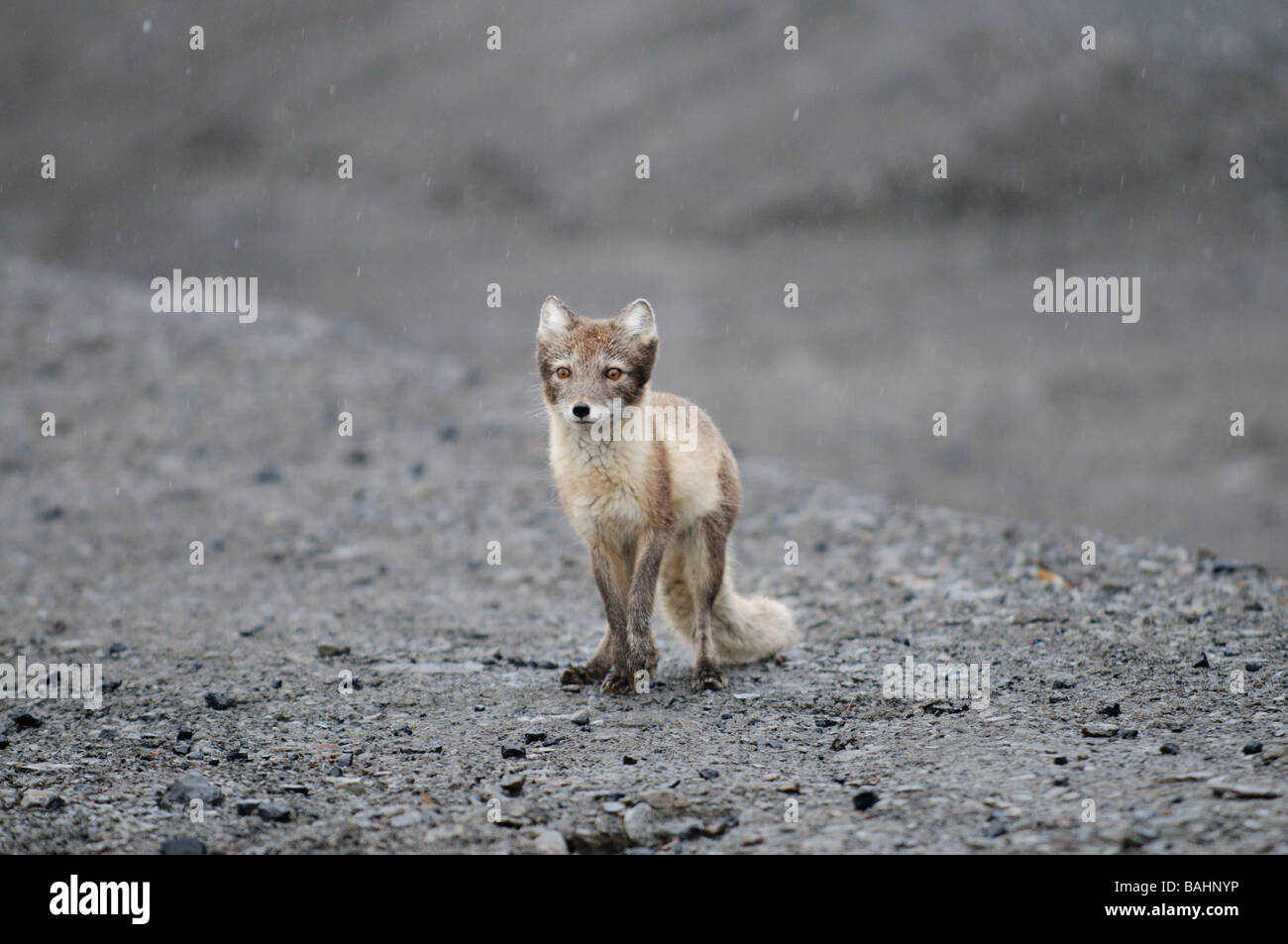 Arctic Fox Vulpes lagopus en verano fur en busca de alimentos Foto de stock