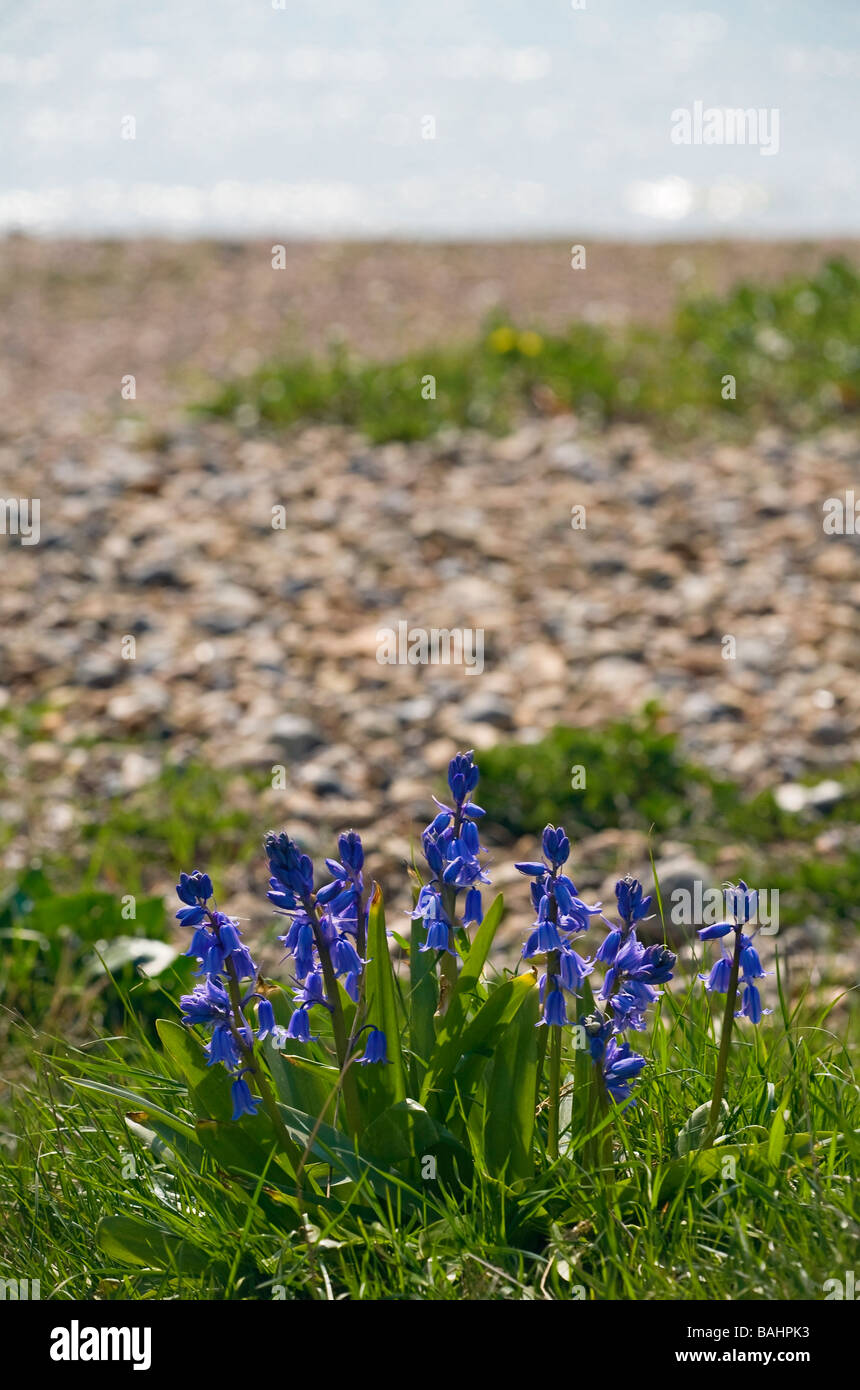 Naturalizado Campanillas crece sobre una playa de guijarros en Ferring, Sussex, Reino Unido Foto de stock
