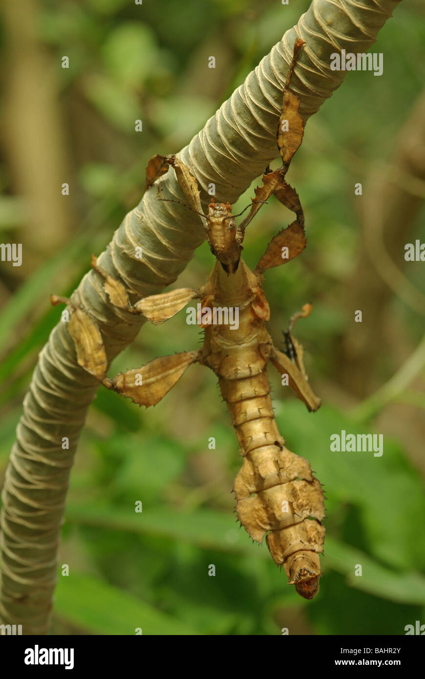 Insecto Palo espinoso australiano - Extatosoma tiaratum Foto de stock