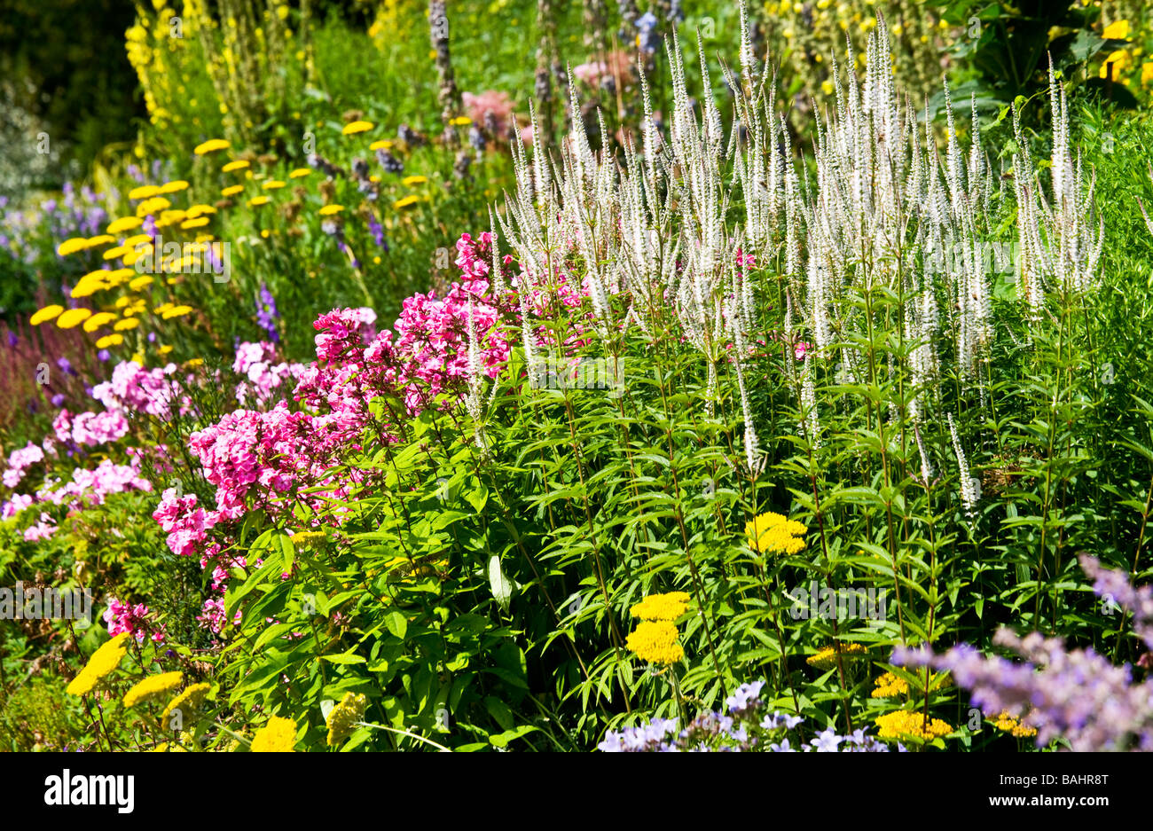 Frontera herbácea con espigas de color blanco o rosa Speedwell Veronica Phlox y yarrow Achillea amarillo o en segundo plano Foto de stock
