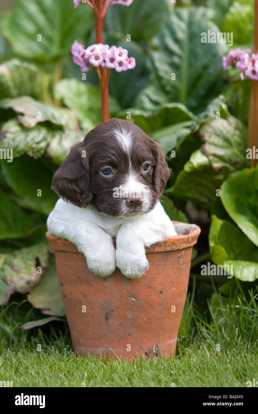 Spaniel cachorro en una maceta Foto de stock