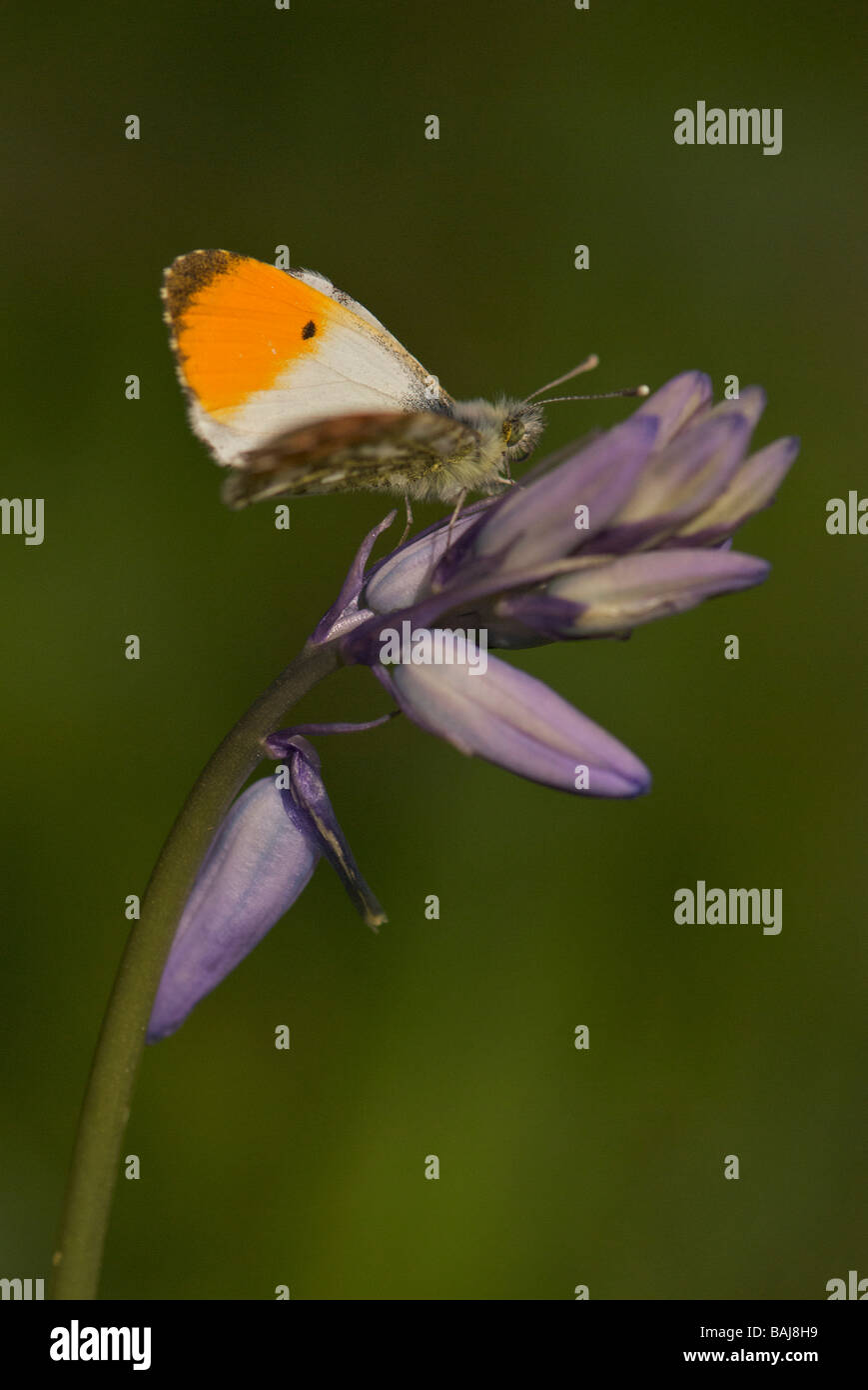 Macho de punta naranja mariposa sobre bluebell flor Foto de stock