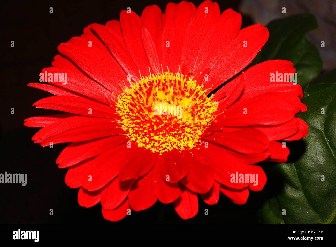 Rojo flor caléndula Calendula officinalis, Tunja, Boyacá, Colombia, Sur  America Fotografía de stock - Alamy