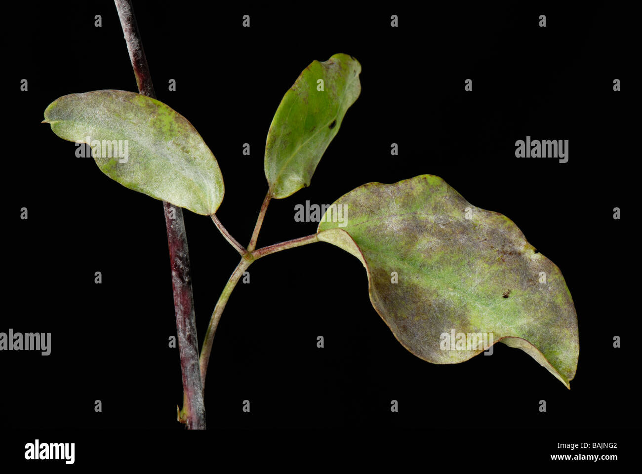 El mildiú polvoroso Microsphaera akebiae infección en chocolate Akebia quinata hojas de vid Foto de stock