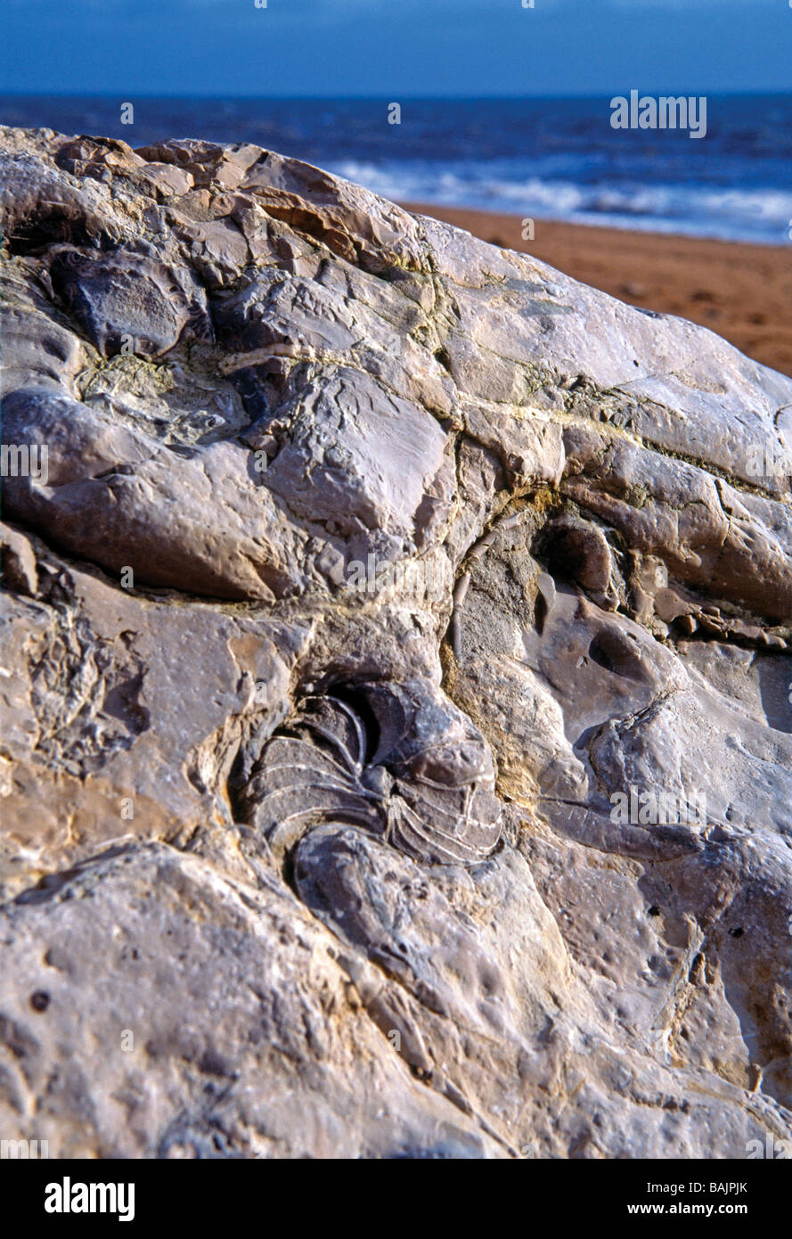 Fósiles en las rocas de la Costa Jurásica, Hive Beach en Burton Bradstock, West Dorset, Inglaterra Foto de stock