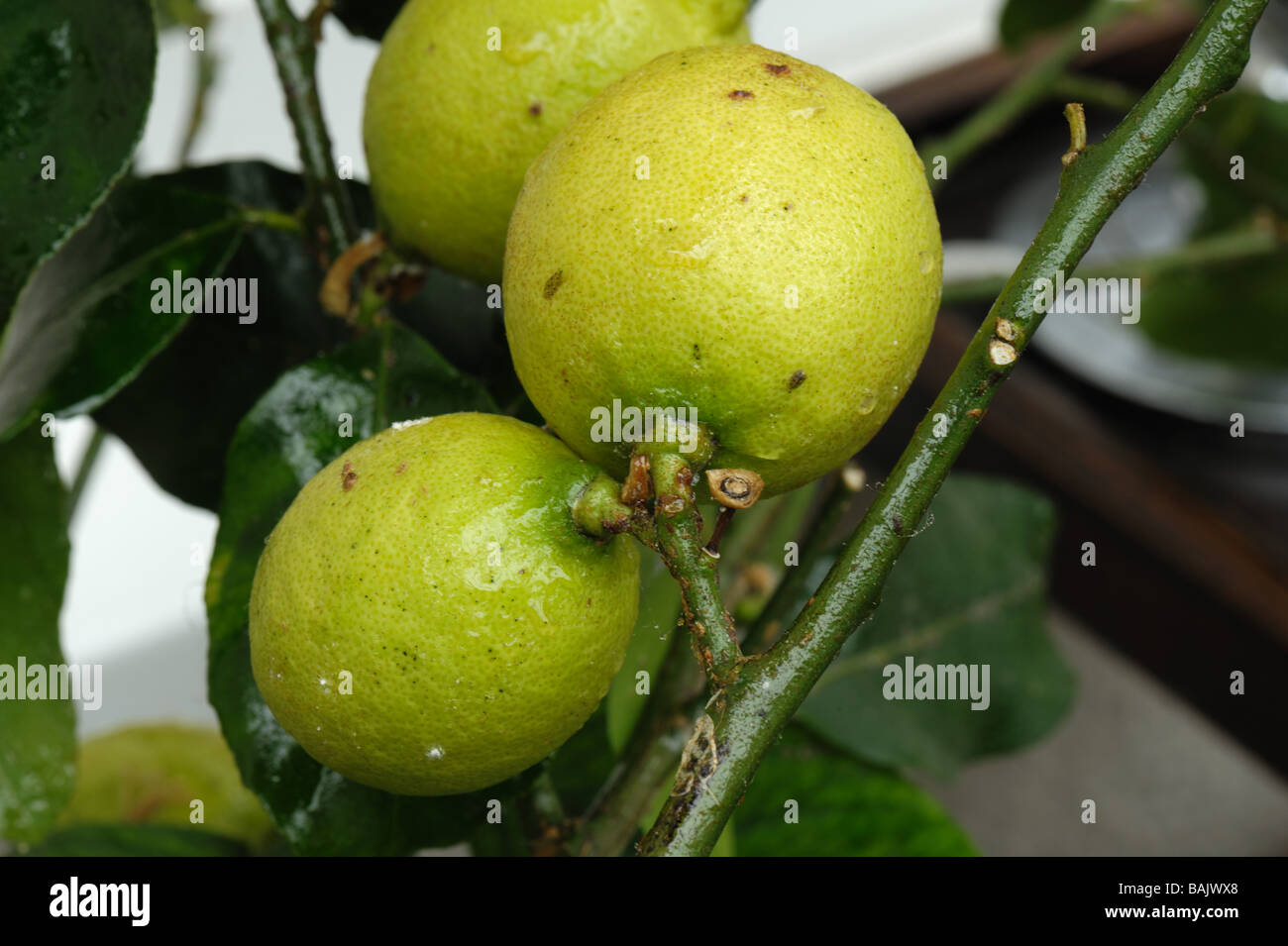 Honeydew marrón suave insectos Coccus hesperidum de fruta de limón Foto de stock