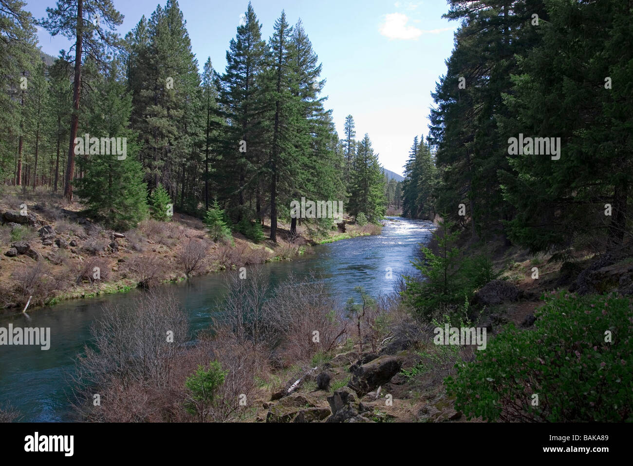 OREGON usa una vista del pino ponderosa Metolius junto al río en las montañas de la cascada de