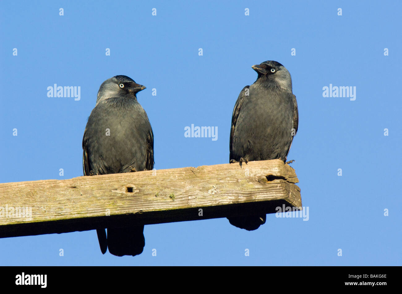 Jackdaw, Corvus monedula, un par posado juntos sobre una viga de madera contra un cielo azul Foto de stock